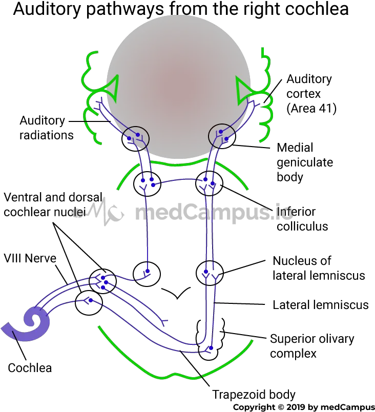 Auditory Pathway Smk Pu Negeri Bandung Png Auditory Icon