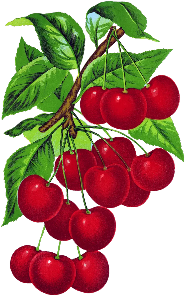 Cherries Vintage Cherry Free Image On Pixabay Cherry Vintage Png Cherries Png