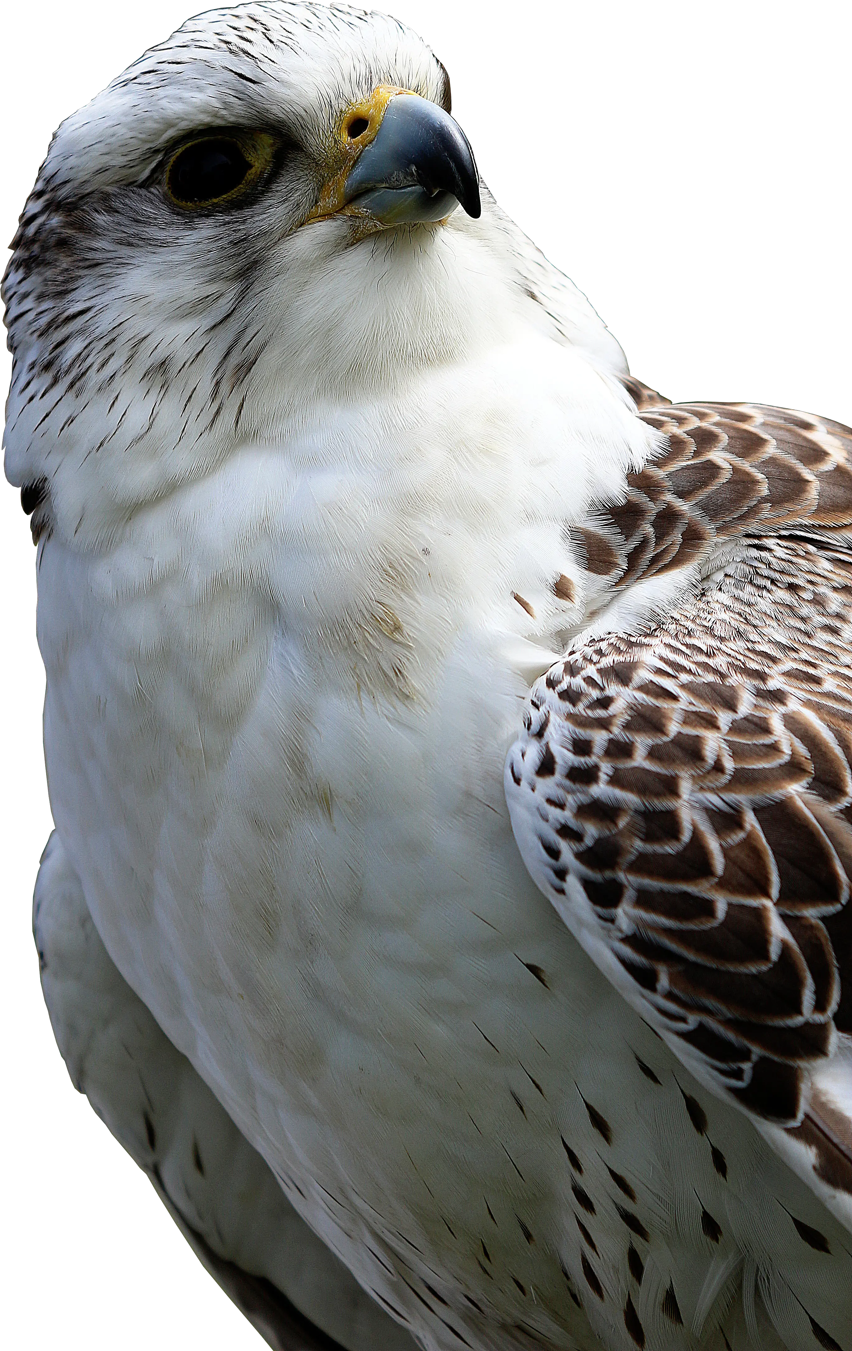 Download Hawk Png Image For Free