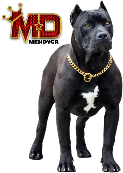 Dog Pitbull With Gold Chain Black Pitbull Dog Png Pit Bull Png