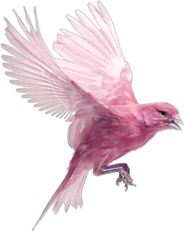 Bird Flying Eazy Wallpapers Pink Bird Flying Png Birds Flying Transparent png