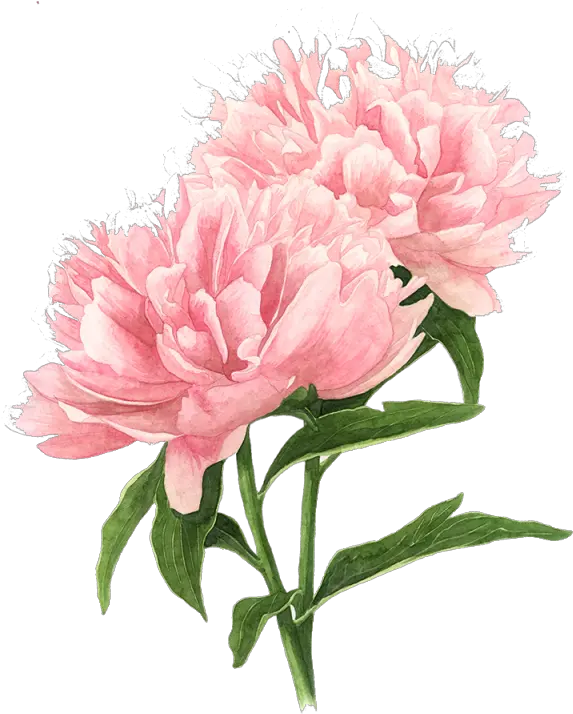 Flower Peony Tree Watercolor Drawings Botanical Peony Drawing Png Peony Png
