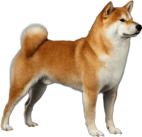 Shiba Inu Shiba Dog Png Shiba Icon