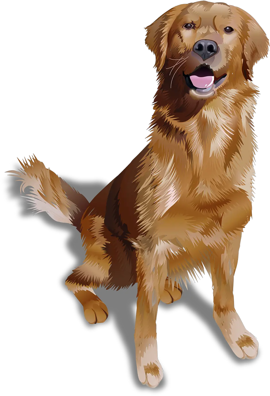 Golden Retriever T Shirt Vibrant Vector Golden Retriever Png Golden Retriever Transparent Background