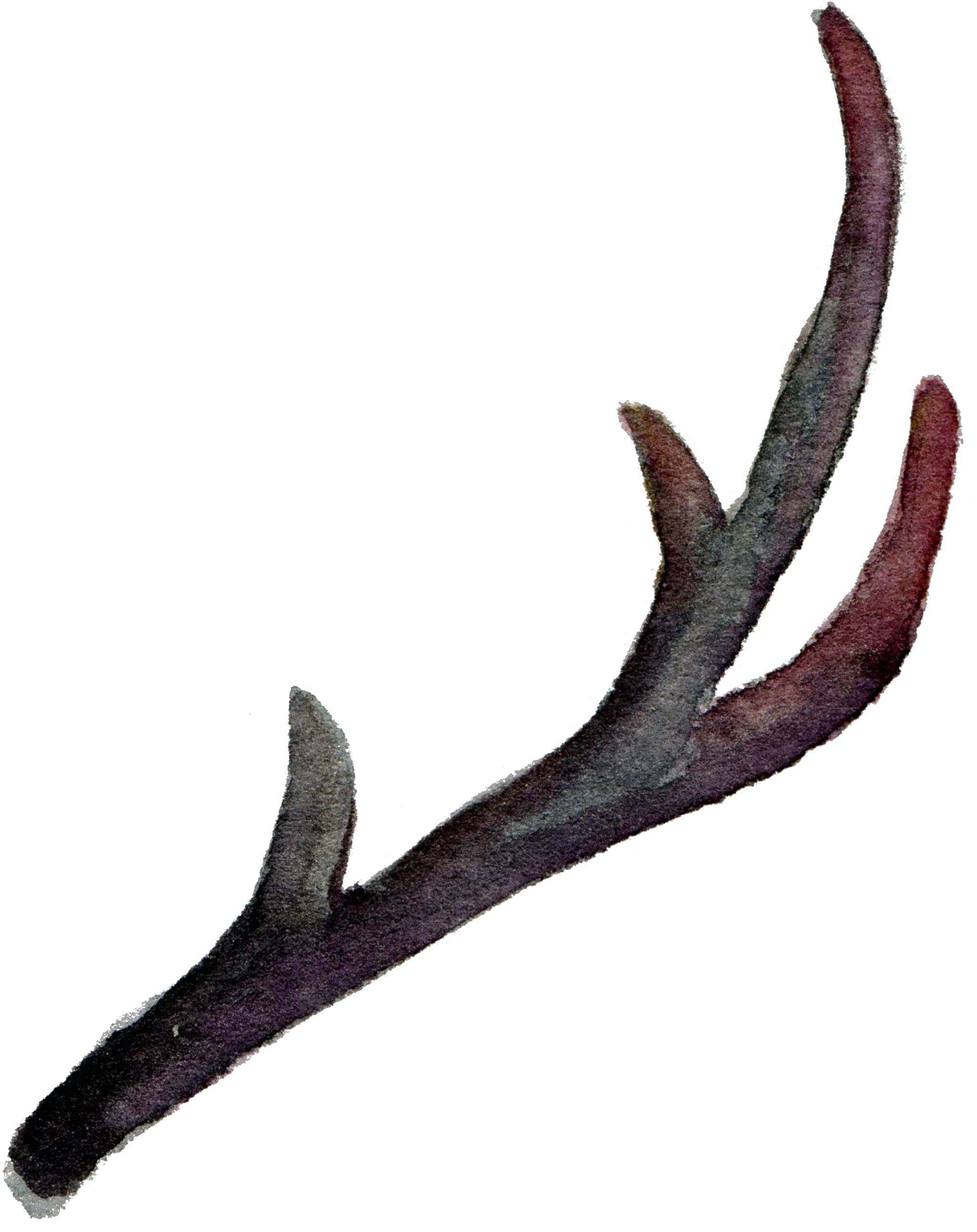 Download Hd Clip Antler Horn Painting Leaves Antlers Transaprent Png Antlers Png