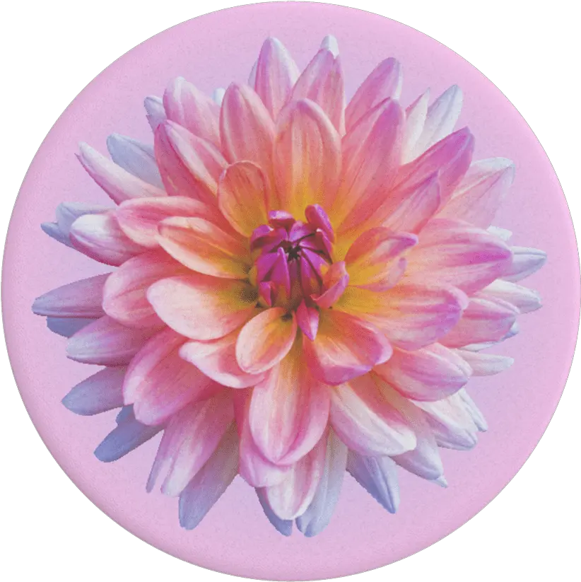 Dahlia Icon Popsockets Popgrip Dahlia Icon Png Vibe Icon