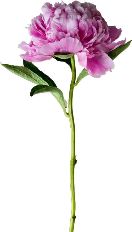 Shop I Fleur Dc Visit Card Nail Master Png Peonies Png