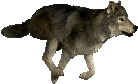 The Wolfclan Animated Gif Wolf Running Png Wolf Transparent Background