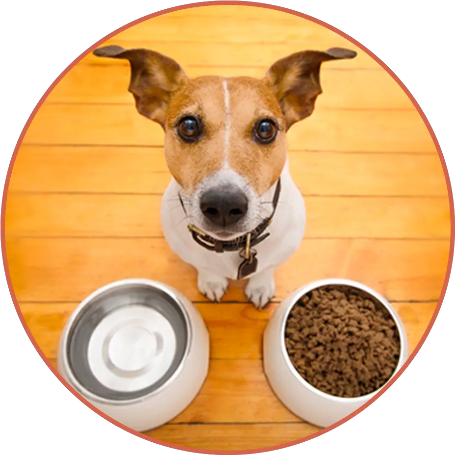 Dog Bowl Must Haves For Dogs Dog Stuff Dog Stuff For Dog Dog Hungry Png Dog Bowl Png png