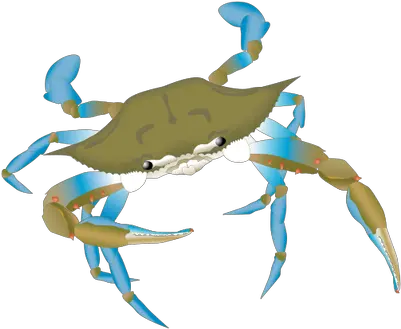 Blue Crab Vector Png Blue Manna Crab Drawing Blue Crab Png