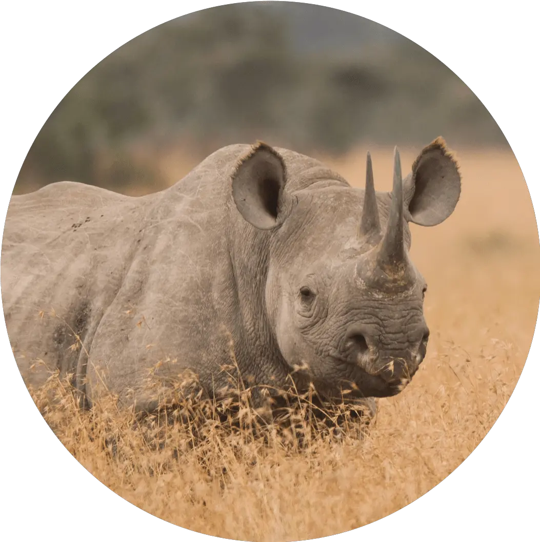 The Rhino Totem U2013 Interesting Facts To Know Things That White Rhinoceros Png Rhinoceros Png