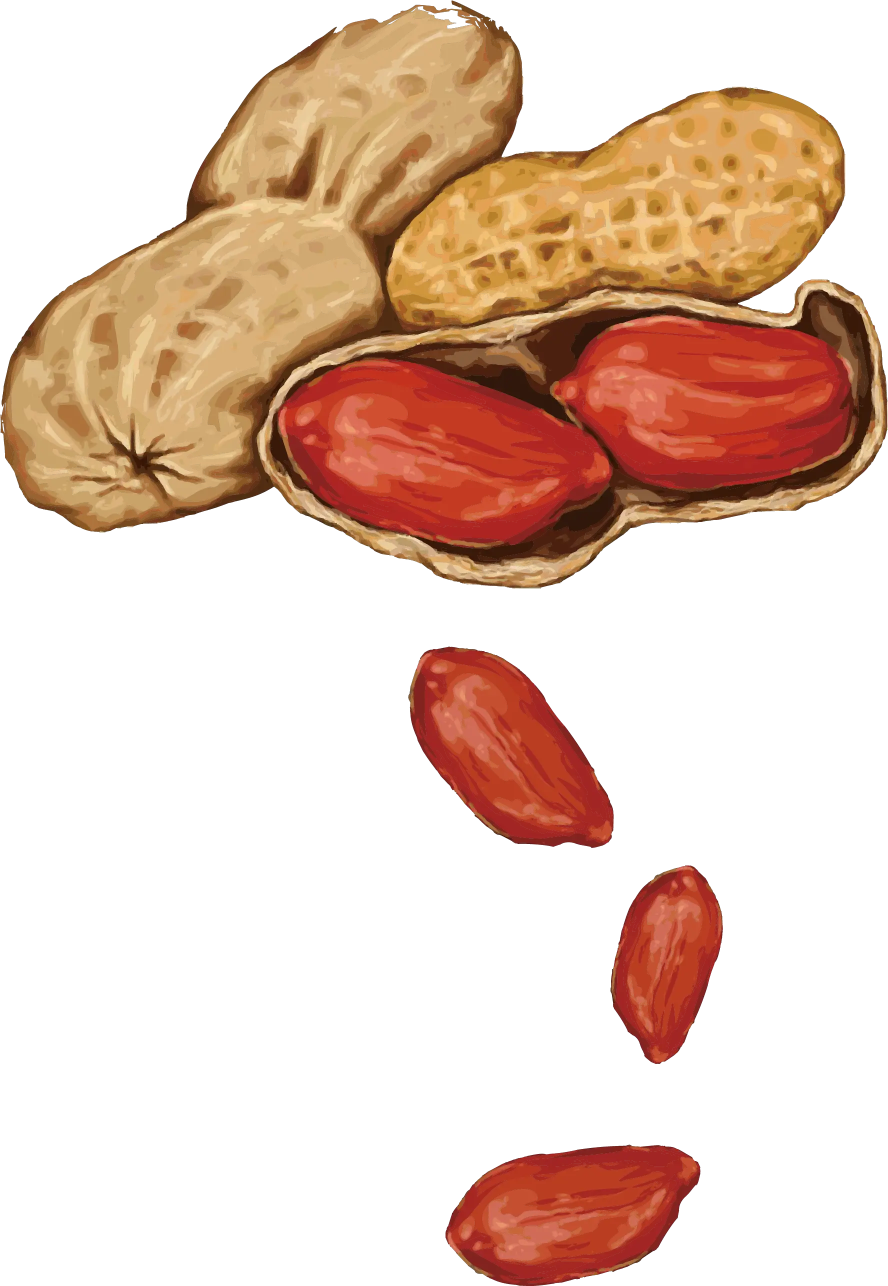 Peanut Almond Drawing Handpainted Bouquet Vector Png Peanut Drawing Png Transparent Nut Png