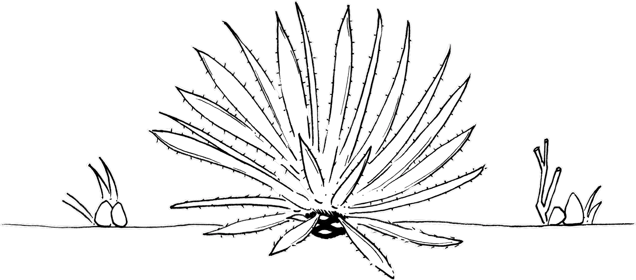 Agave Rhodacantha Argave Line Drawing Png Agave Png