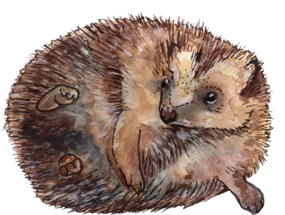 Warwickshire Wildlife Trust Domesticated Hedgehog Png Hedgehog Transparent