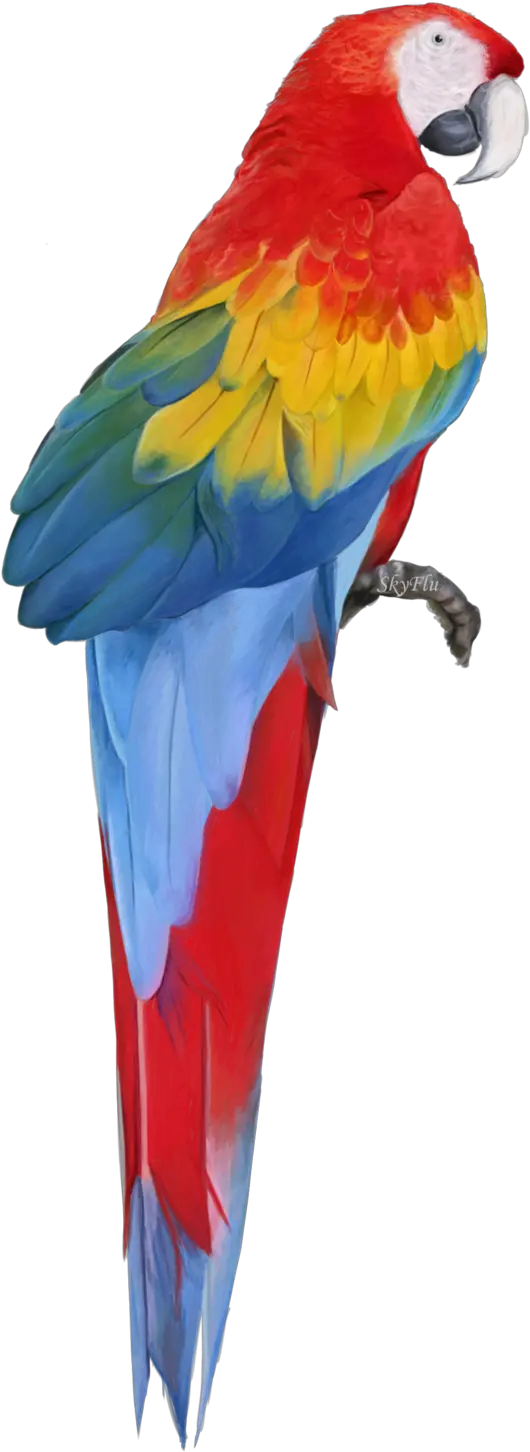 Macaw Png Transparent Images All Macaw Png Parrot Transparent