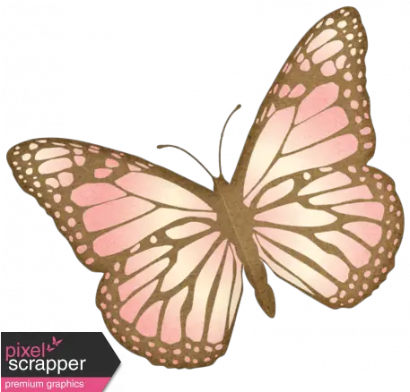 Oh Baby Baby Pink Butterfly Png Pink Butterfly Png
