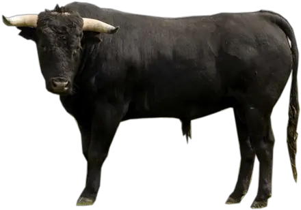 Bull Png Transparent Free Images Spanish Bulls Buffalo Png