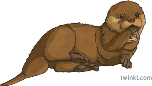 Baby Otter Illustration Twinkl Animal Figure Png Otter Png