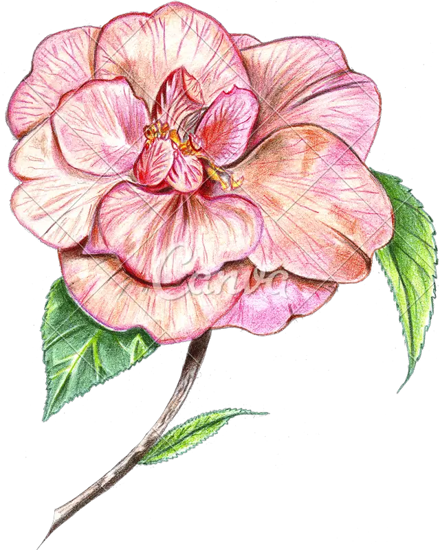 Japanese Flowers Png Camellia Flower Drawing Drawing Hand Drawn Flower Colour Flower Drawing Png png