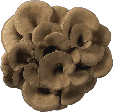 Maitake Hokto Kinoko Company Hongo Maitake Png Mushroom Transparent