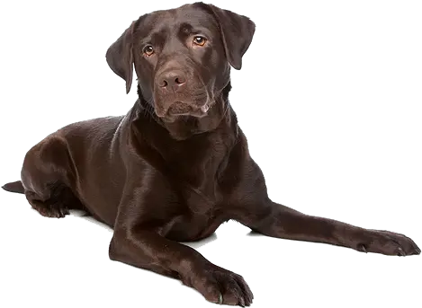 Labrador Retriever Dog Breed Chocolate Lab Transparent Background Png Black Lab Png