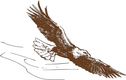 Eagle Flying Drawing2 Automotive Decal Png Eagle Flying Png