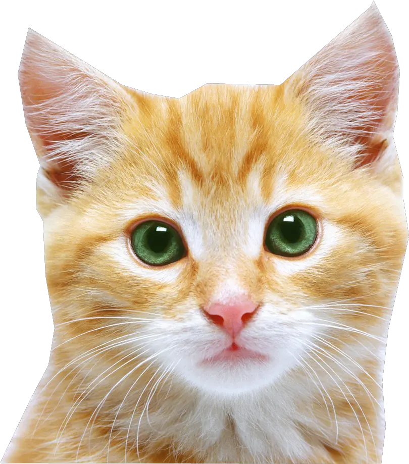 Cat Png Cat Face Transparent Background Transparent Transparent Cat Face Png Cat With Transparent Background png