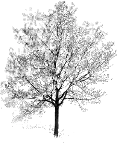 Download Free Png Tree Black And White Clipart 53171 Cherry Blossom Trees White Png White Tree Png