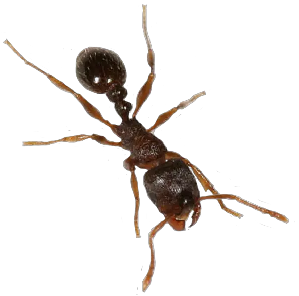 Download Ant Transparent Png Ants With Transparent Background Ant Transparent