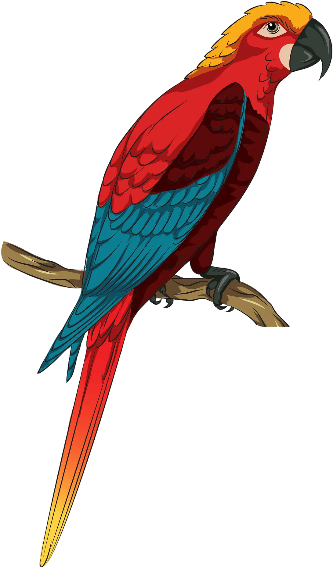 Jamaican Red Macaw Clipart Free Download Transparent Png Bird Glass Etching Colouring Macaw Png