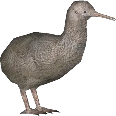 Download Kiwi Little Spotted Kiwi Png Full Size Png Duck Kiwi Png