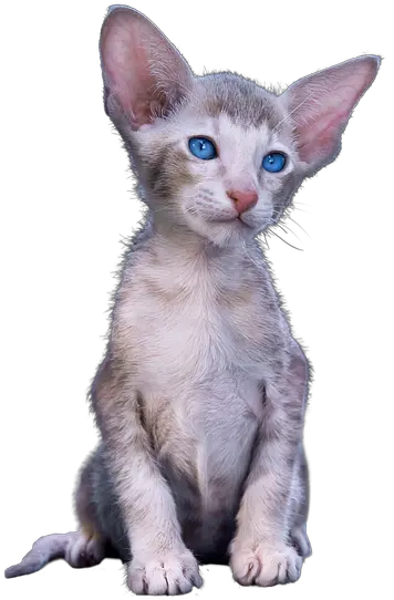 Cat Kitten Cute Rex Cat Png Cat Ears Transparent