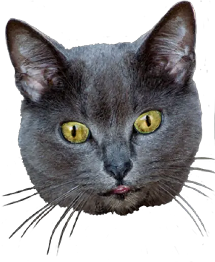 Cat Cat Heads Png Cat Head Png