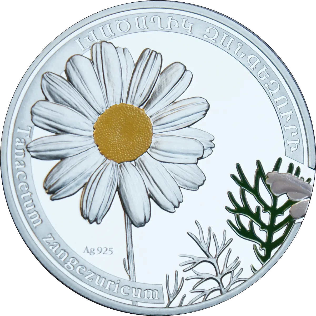 Download Chamomile Png 13 Buy Clip Art Armenia 2010 Png Oxeye Daisy Chamomile Png