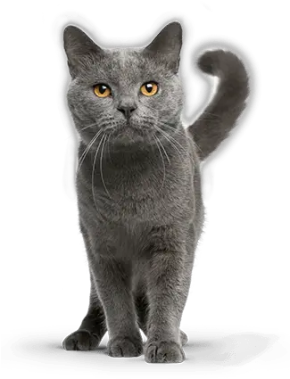 Premium Pastes In A New Dimension Gimcat English Chartreux Cat Png Cat Png Transparent