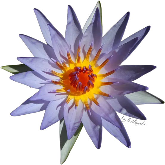 Purple Water Lily Transparent T Shirt Sacred Lotus Png Lily Transparent