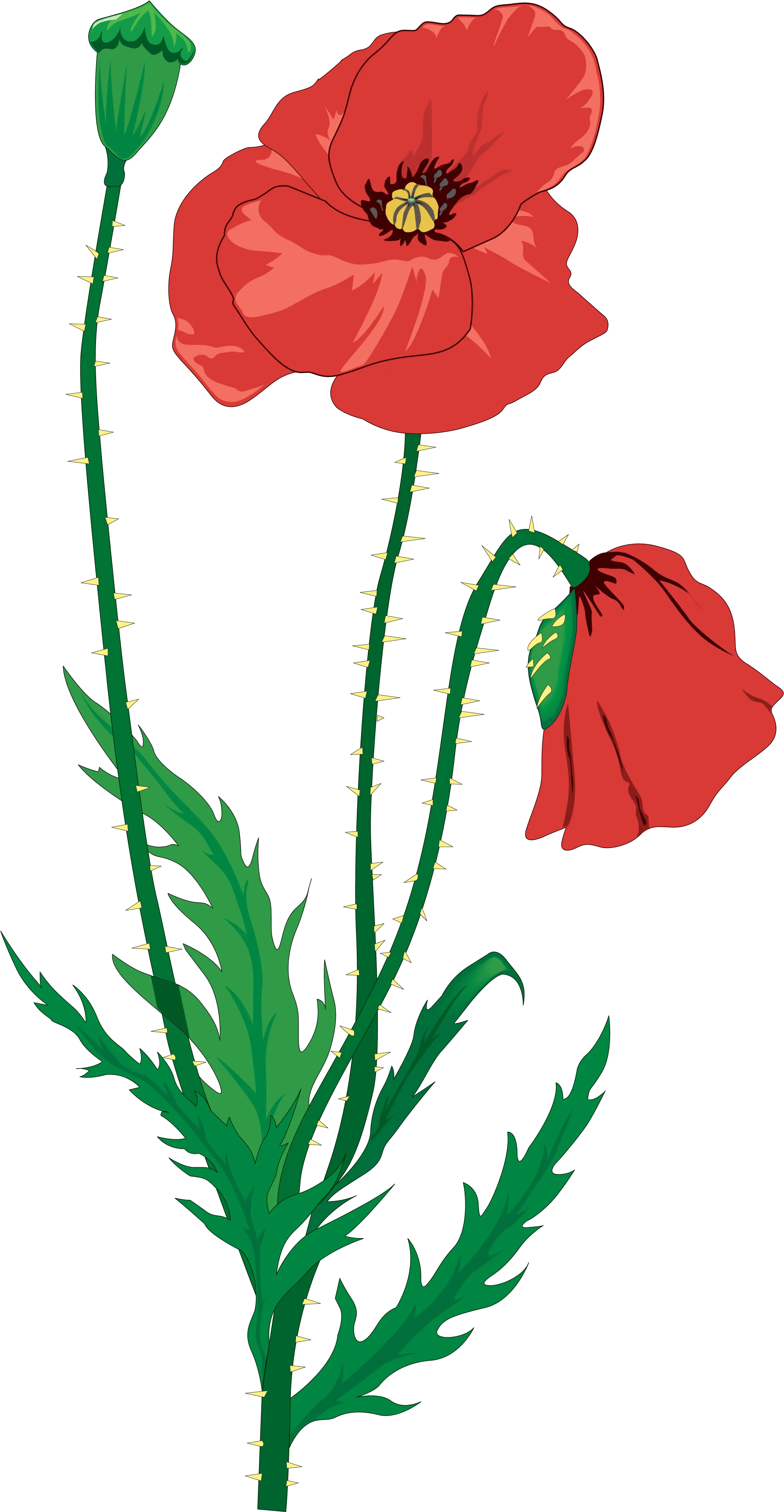 Drawing Flower Clip Art Memorial Day And Poppies Poppies Poem Ww1 Png Memorial Day Png