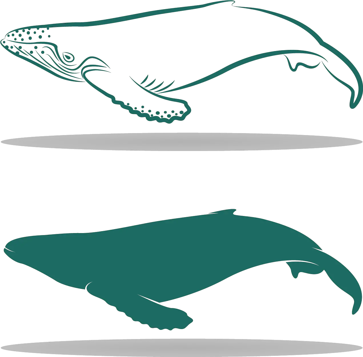 Download Graphic Sperm Whale Baleen Lovely Whales Png Sperm Png