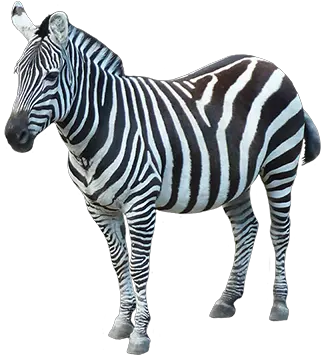 Zebra Png Transparent Images Transparent Zebra Png Zebra Transparent Background