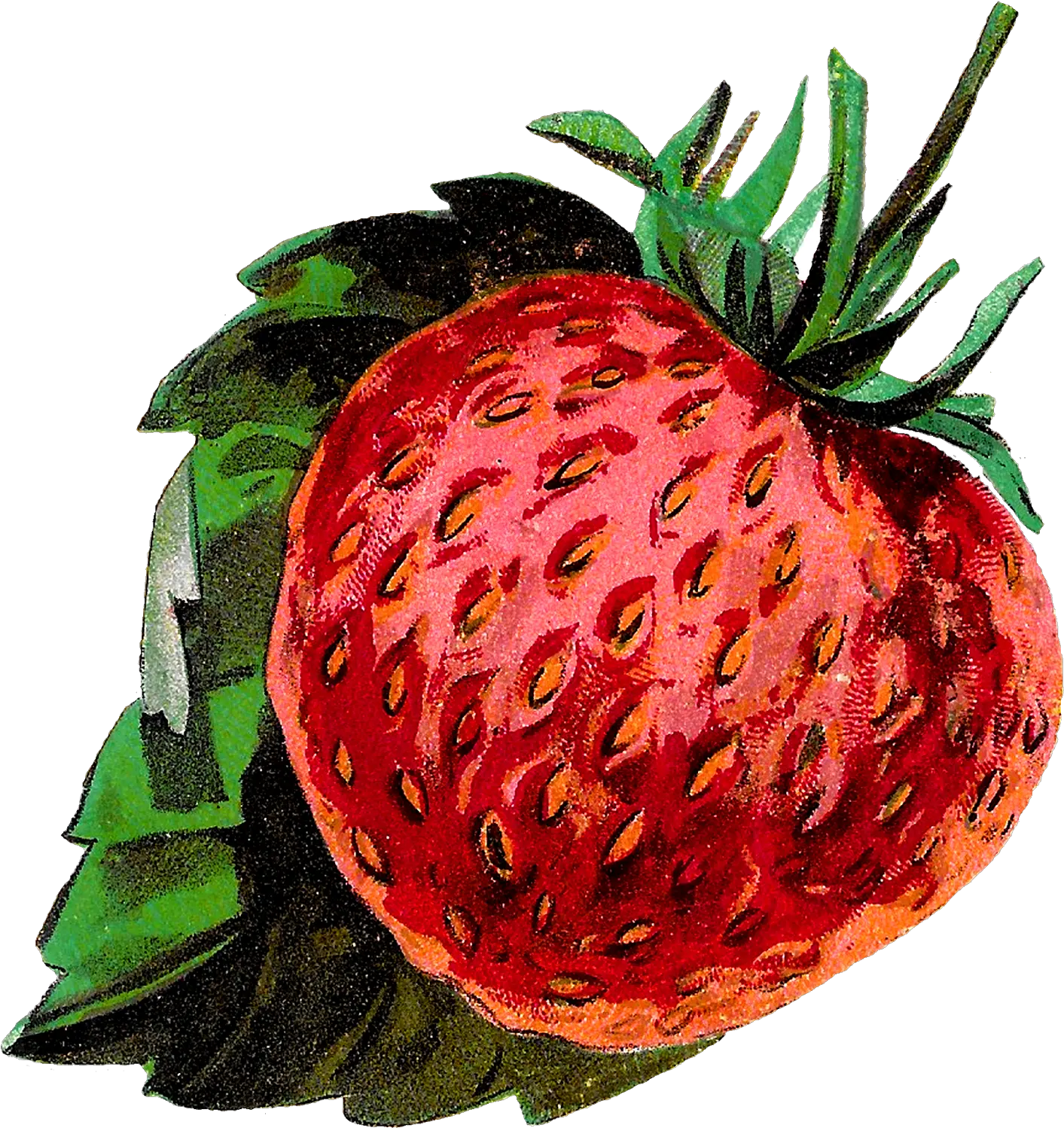 Fruit Clipart Png Antique Images Strawberries Fruit Stock Vintage Botany Illustrations Strawberry Fruit Clipart Png png