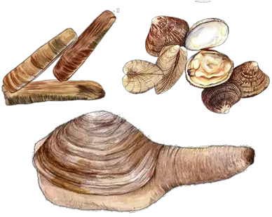 Clams Ocean Wise Seafood Baltic Macoma Png Clam Png