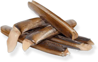Razor Clam U2013 Isola Fish Solid Png Clam Png