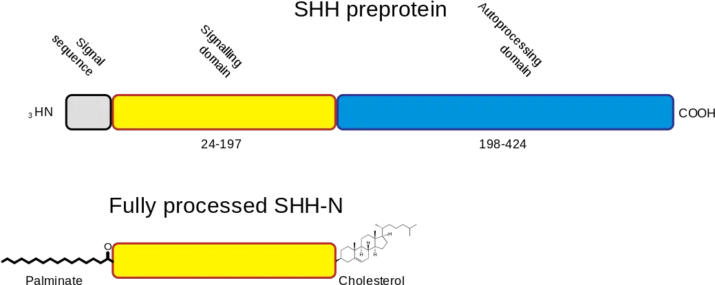 Shh Processing Diagram Png Shh Png