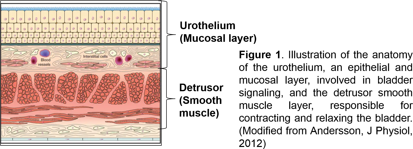 Mitochondria Aps Undergraduate Researcher Pattern Png Mitochondria Png