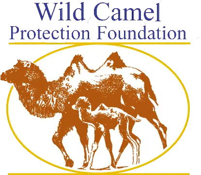 Wild Camel Protection Foundation Arabian Camel Png Camel Transparent