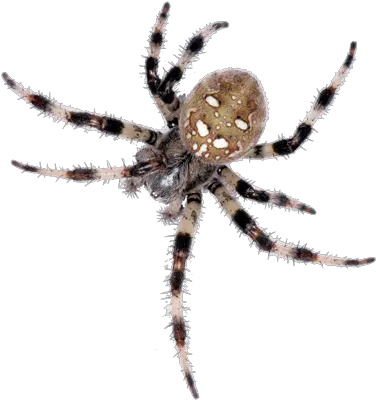Spiders Pest Control And Extermination Service Kanatl Böcek 6 Bacak Png Spider Transparent