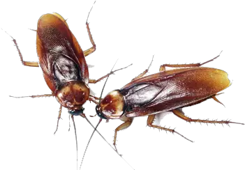 Cockroach Control Horror Cockroach Png Cockroach Transparent