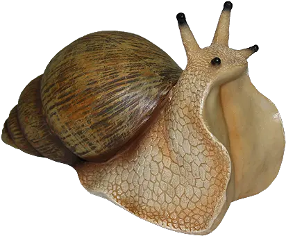 Snail Png 1 Image Snail Png Transparent Snail Png