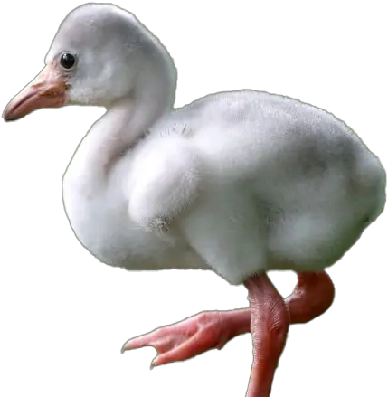 Baby Flamingo Png Hd Mart Baby Flamingo Transparent Flamingo Transparent Background