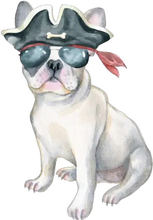 Frenchie French Bulldog Pirate Hat 2 By Vroomie Inktale Png Transparent